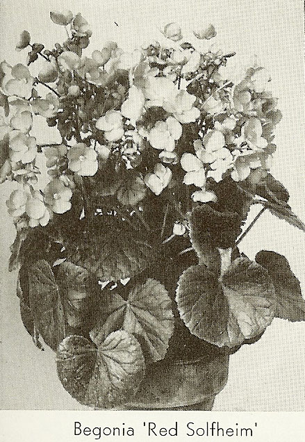 B. ‘Red Solfheim’
